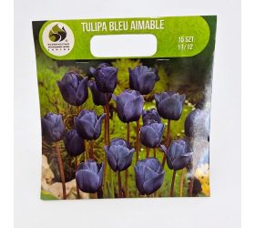 Tulipán bleu aimable 15ks