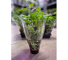 Coffea arabica 12/30cm