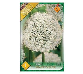 Allium - mount everest 1ks