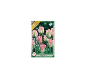 Tulipán groenland 7ks