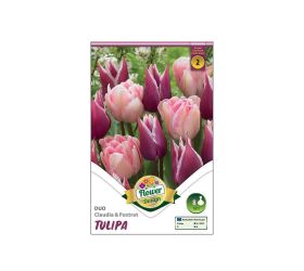 Tulipán duo claudia&foxtrot 6ks