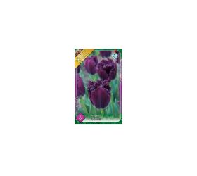 Tulipán gorilla 6ks