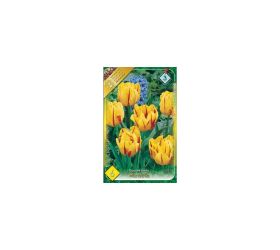 Tulipán monsella 6ks