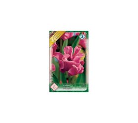 Tulipán picture 5ks