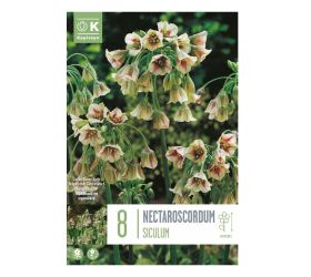 Allium nectaroscordum 8ks