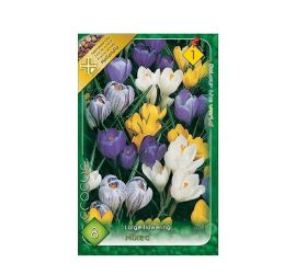 Crocus large flowering mix 8ks