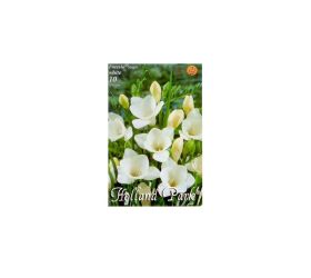 Freesia white 10ks