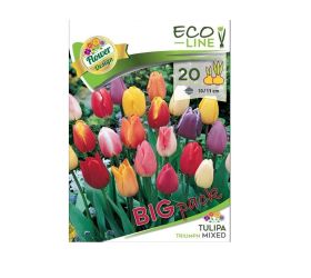 Tulipa big pack triumph mix 20ks