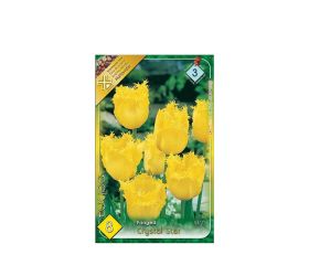 Tulipán crystal star 8ks