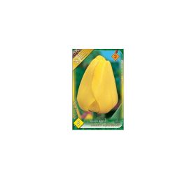 Tulipán golden apeldoorn 8ks