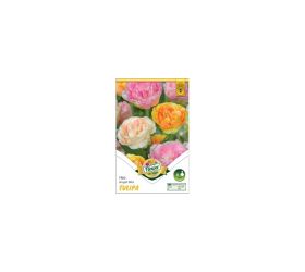 Tulipán trio agel mix 6ks