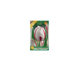 Tulipán happy generation 6ks
