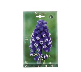 Muscari dark eyes 10ks