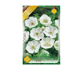 Anemone de caen bride 10ks