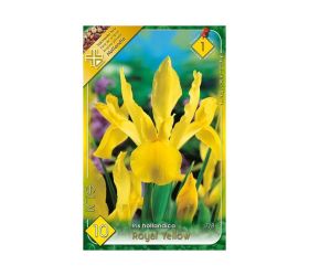 Iris royal yellow 10ks