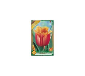 Tulipán lambada 8ks