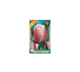 Tulipán ollioules 6ks