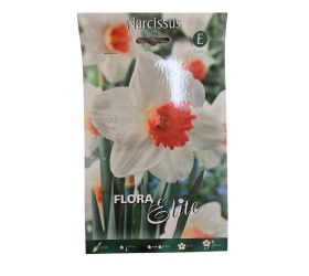 Narcis cool flame 5ks