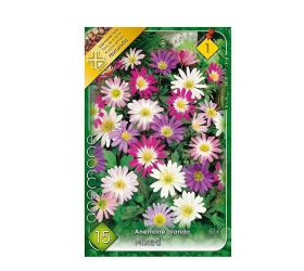 Anemone blanda 15ks