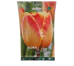 Tulipán banja luka 10ks