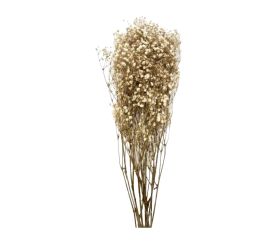Gypsophila bielena väčšie kvietky/zv