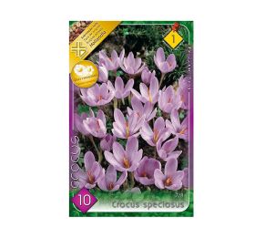 Crocus speciosus 10ks