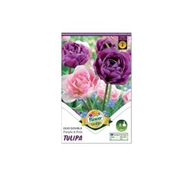 Tulipán duo double pink&purple 6ks