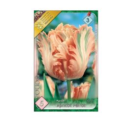 Tulipán apricot parrot 5ks