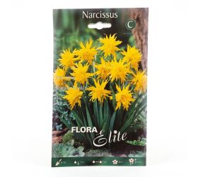 Narcis rip van winkle 5ks