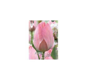 Tulipán mystic van eijk 10ks
