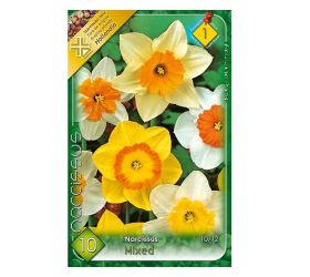 Narcis large flower mix 8ks