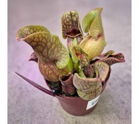 Sarracenia mix 12/30cm