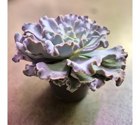 Echeveria 13