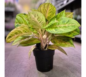 Aglaonema 19/50cm