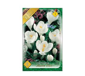 Crocus jeanny d´arc 8ks
