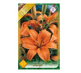 Lalia asiatic orange 1ks