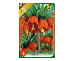 Fritillaria rubra 1ks