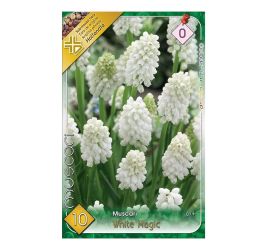 Muscari white magic 10ks