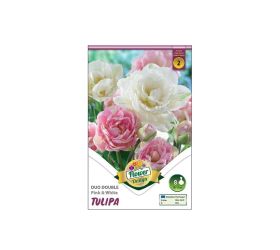 Tulipán duo double pink&white 6ks