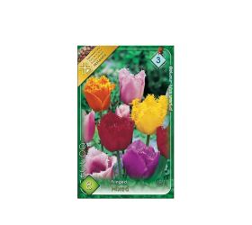 Tulipán crispa/fringed mix 8ks