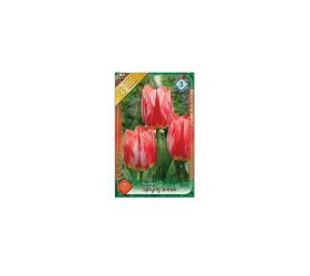 Tulipán spryng break 7ks