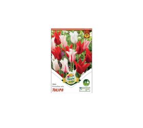 Tulipán trio porzellan mix 6ks