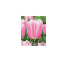 Tulipán mandy´s choice 7ks
