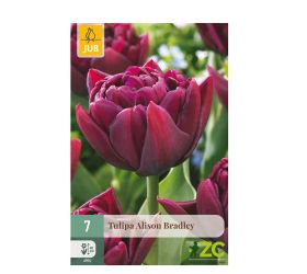 Tulipán alison bradley 7ks pevná cena