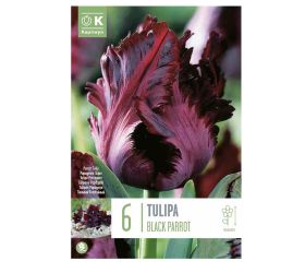 Tulipán black parrot 6 ks