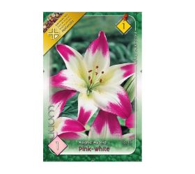 Ľalia asiatic pink-white 1 ks