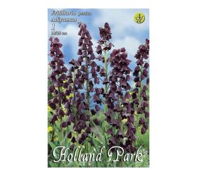 Fritillaria persica adyaman 1ks