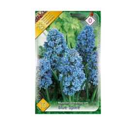 Muscari blue spike 10 ks
