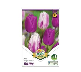 Tulipán duo purple flames 6 ks