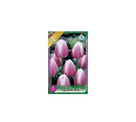 Tulipán synaeda blue 7 ks